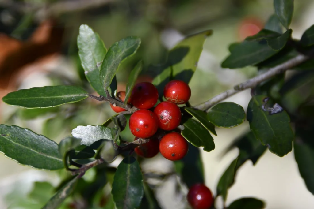 Bright red wintergreen berries growing amidst glossy green leaves, showcasing the plant's natural beauty and vitality.
