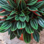 A Peperomia Rosso plant with shiny, ripple-textured green leaves and striking red stems, growing in a small terracotta pot on a natural stone surface.