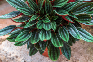 A Peperomia Rosso plant with shiny, ripple-textured green leaves and striking red stems, growing in a small terracotta pot on a natural stone surface.