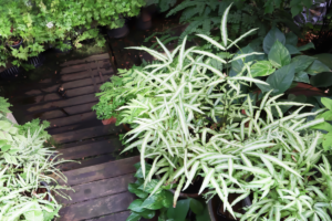 Pteris cretica plant in a lush garden, surrounded by greenery, highlighting its striking ribbon-like foliage.