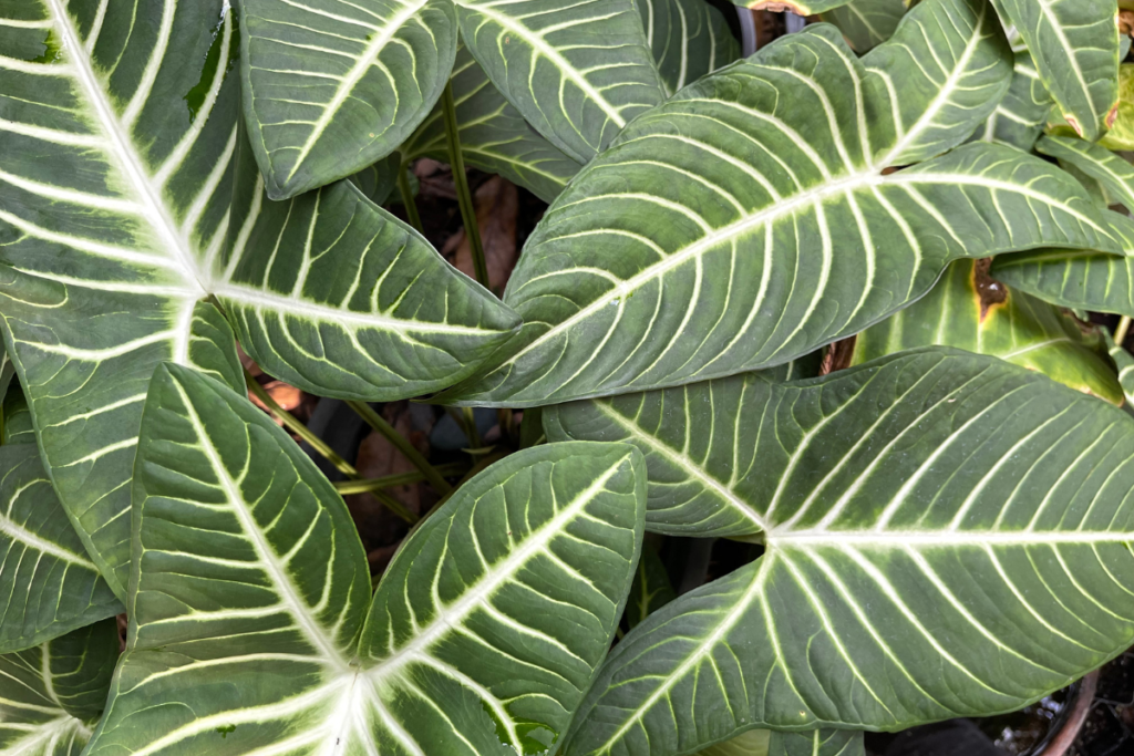 Close-up of lush green caladium leaves with prominent white veins, perfect for indoor gardens and a testament to proper caladium care techniques.
