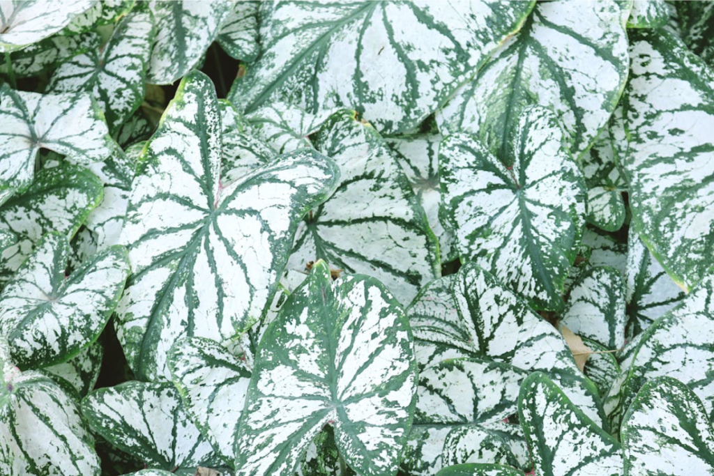 Cluster of white caladium leaves with green veining, demonstrating how caladium care enhances their elegance in both indoor and outdoor spaces.