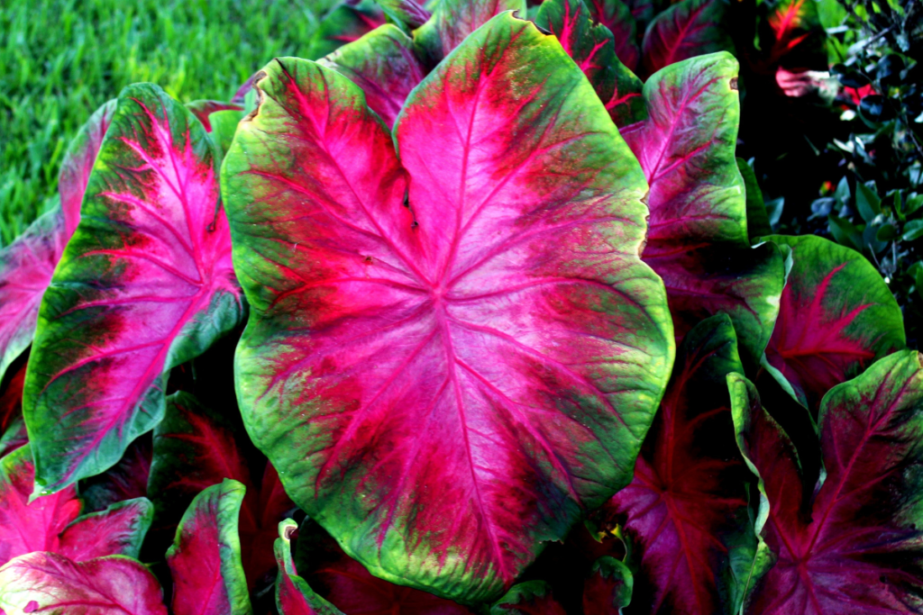 Bright red and green caladium leaves with deep pink tones, thriving with dedicated caladium care and ideal for tropical décor.