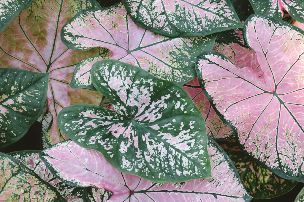 Vibrant pink and green caladium leaves with intricate patterns and heart-shaped designs, ideal for tropical gardens and highlighting caladium care.