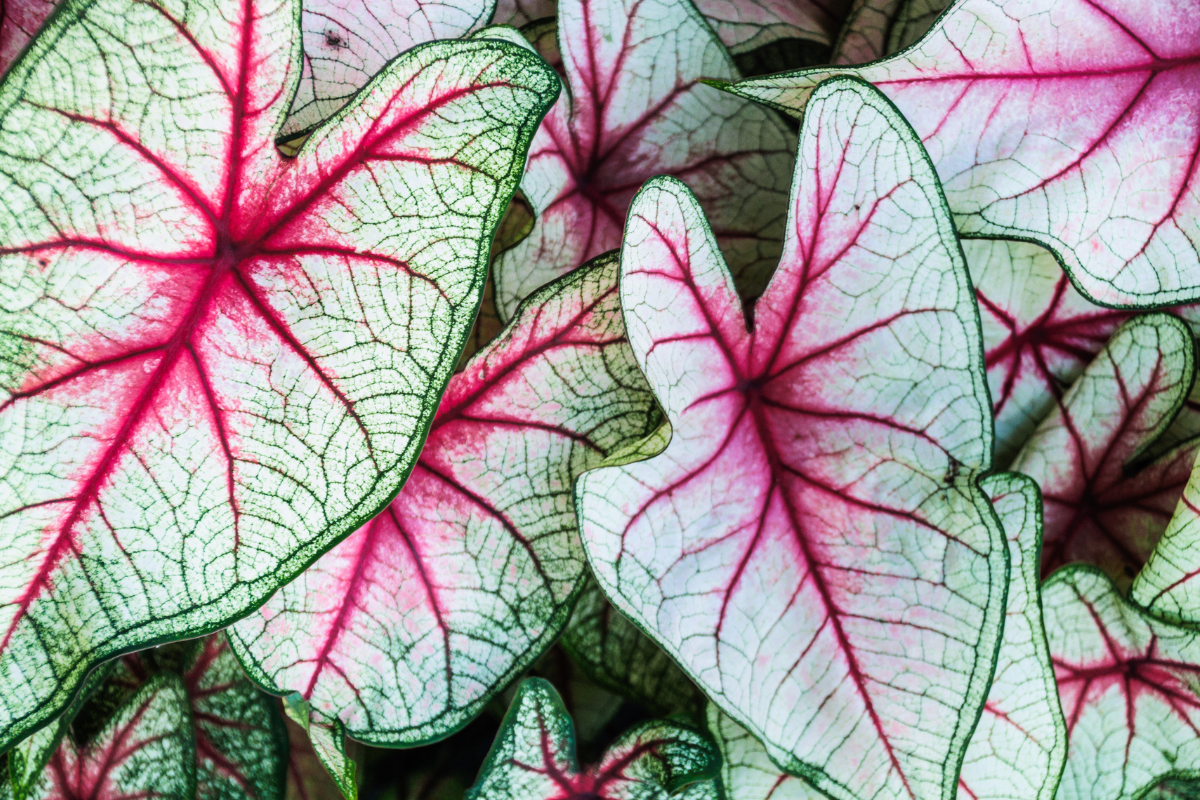 Stunning white and pink caladium leaves with vivid red veins, showcasing the beauty of these tropical plants while emphasizing the importance of caladium care.