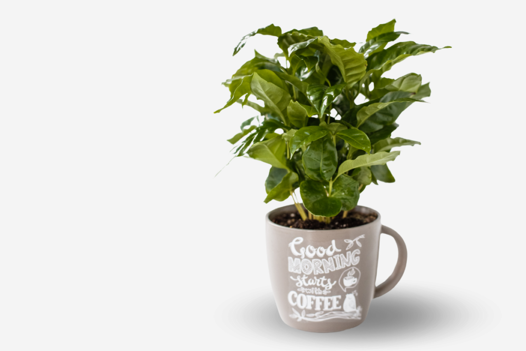 A potted coffee plant in a decorative mug, showcasing the beauty of indoor plants when excellent coffee plant care is provided.