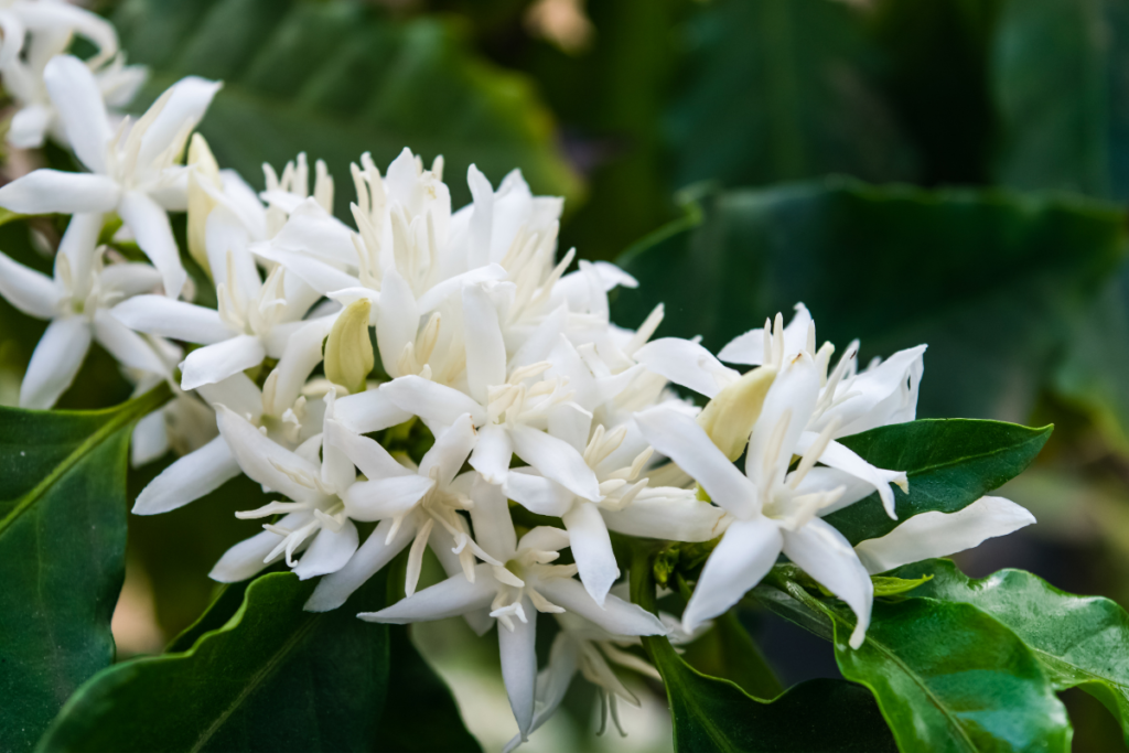 Close-up of white flowers blooming on a healthy plant, representing ideal coffee plant care practices.