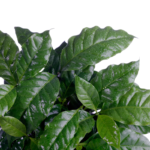 Glossy green leaves of a thriving coffee plant, demonstrating the results of proper coffee plant care techniques.