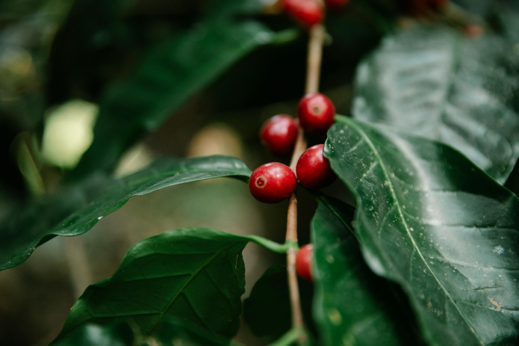 Red coffee cherries on a vibrant coffee plant, a result of consistent and thorough coffee plant care.
