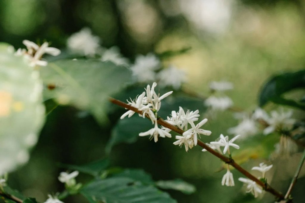 White flowers in full bloom on a coffee plant branch, reflecting the importance of seasonal coffee plant care.