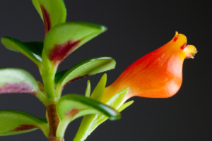 Close-up of a vibrant orange flower on a goldfish plant with thick dark green leaves. Perfect for goldfish plant care guides.