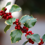 a branch of holly plants