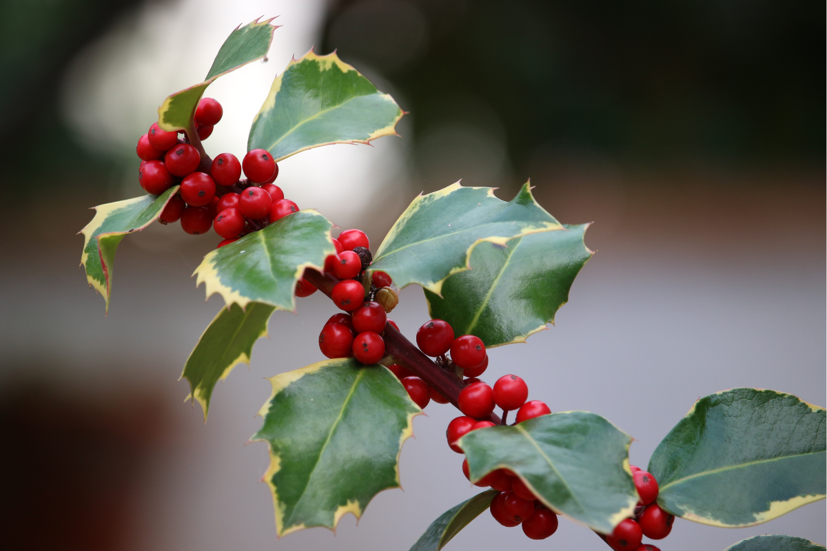 a branch of holly plants
