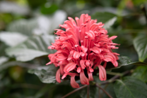 A stunning Justicia carnea flower with vibrant pink plumes standing out against its deep green leaves.