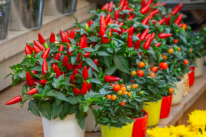 Display of ornamental pepper plants with red fruits in colorful pots, ideal for patio or indoor decoration.