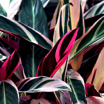 lose-up of Stromanthe leaves showcasing their bold pink and green variegation, highlighting the intricate details of this stunning tropical plant.