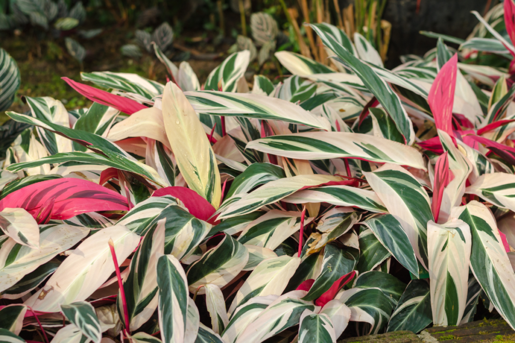 A lush grouping of Stromanthe plants outdoors, their variegated foliage creating a vivid mix of green, cream, and pink hues in a tropical garden setting.