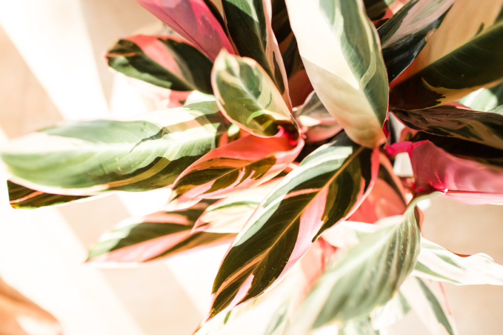 A vibrant Stromanthe Triostar plant with its striking variegated foliage featuring shades of green, cream, and pink, illuminated by natural light.