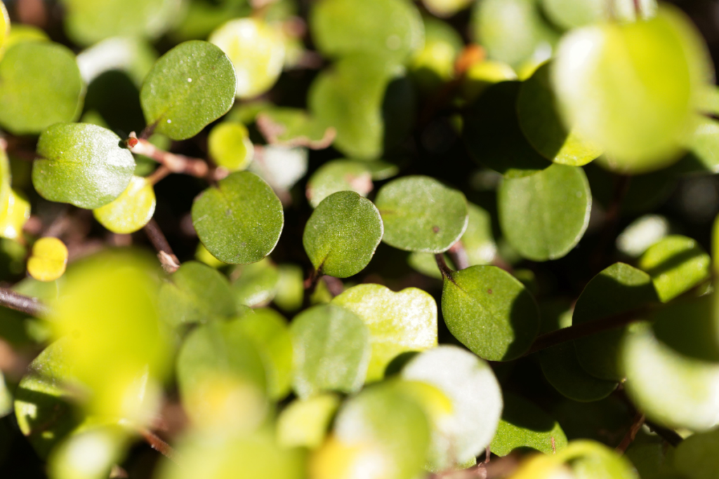 Detailed view of wire vine leaves highlighting their rich green texture, ideal for use in hanging baskets or as ground cover.