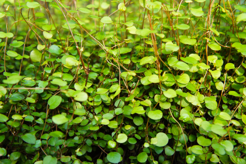 Close-up of a lush wire vine with vibrant green leaves, showcasing its intricate intertwining stems, perfect for indoor and outdoor decoration.