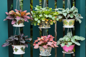 Colorful hanging plants in decorative pots arranged neatly on a teal wall, offering creative plant wall ideas for indoor spaces.